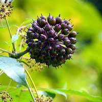 Sugar Defender Ingredients